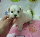 Preciosos cachorritos de Maltés - mejor precio | unprecio.es