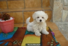 Cachorritos de Maltés preciosos - mejor precio | unprecio.es