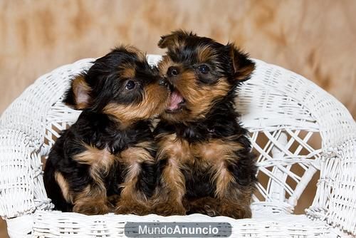 Afectuoso y saludable Mujeres Yorkie