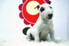 BULLTERRIER _ MACHO Y HEMBRA _ WWW.ANIMALFLOWER.COM _ ENTREGA INMEDIATA - mejor precio | unprecio.es