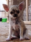 Cachorritos chihuahuas LOE RSCE buscan un hogar - mejor precio | unprecio.es