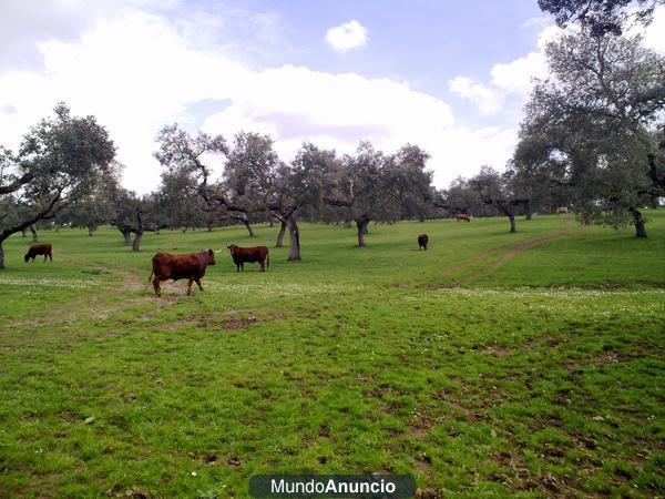 FINCA GANADERA , 330  HAS.GRAN DEHESA DE ENCINAS ZONA TALAVERA