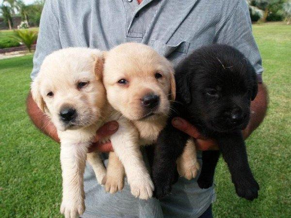 Labrador retriever cachorros