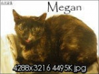 Megan, preciosa gata carey que te necesita - mejor precio | unprecio.es