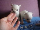 miniaturas de cihuahuas blancos - mejor precio | unprecio.es