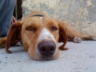 poner gratis animales - mejor precio | unprecio.es