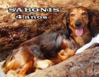 TECKEL de pelo LARGO ( CAC.CACIB) BUSCA NOVIA - mejor precio | unprecio.es