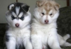 Ternura Ojos azules cachorros Siberian Husky. - mejor precio | unprecio.es