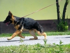 Vendo Extraordinarios cachorros nietos del campeon de España, padre alemán. - mejor precio | unprecio.es