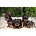 Yorkshire Terrier(camada 2) - mejor precio | unprecio.es