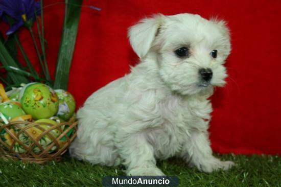Bichon nmaltes  ¡ tuu cachorro mas deseado