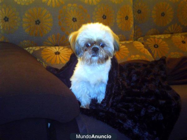 Shih Tzu de año y medio para montas
