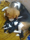 Beagles tricolor en Hijar (las Gabias) por 180€ - mejor precio | unprecio.es