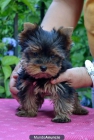 CACHORRO YORKSHIRE TERRIER - mejor precio | unprecio.es