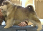 cachorros Alaskan Malamute - mejor precio | unprecio.es