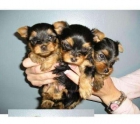 Cachorros de Yorkie tazas de té y juguetes disponibles antes de Navidad - mejor precio | unprecio.es