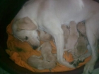 Cachorros Labrador Retriever- León - mejor precio | unprecio.es