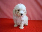 CANICHE TOYS DE COLOR BLANCO - mejor precio | unprecio.es