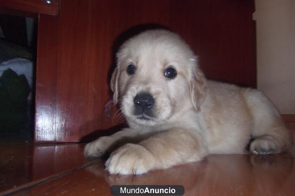 Golden Retriever busca NOVIA