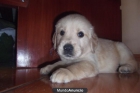 Golden Retriever busca NOVIA - mejor precio | unprecio.es