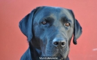 Labrador negro para montas - mejor precio | unprecio.es