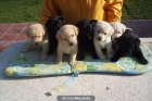 Labrador retriever cachorros dorados, negros , chocolate, perros, cachorros - mejor precio | unprecio.es