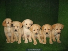 LABRADORES DE PURA RAZA POR SOLO 250 - mejor precio | unprecio.es