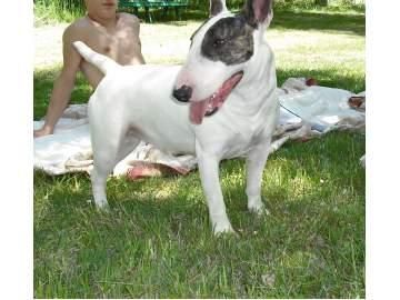 se vende excepcional cachorro macho blanco de autentico bull terrier miniatura. inmejorable calidad precio.