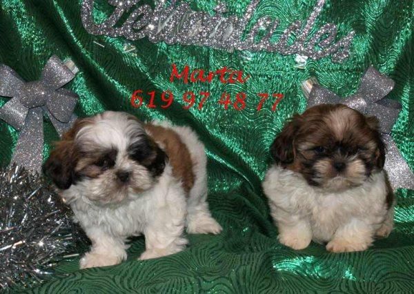 Shih-tzu,espectaculares cachorros