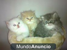 vendo gatitos persas