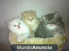 vendo gatitos persas - mejor precio | unprecio.es
