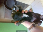 vendo pitbull - mejor precio | unprecio.es