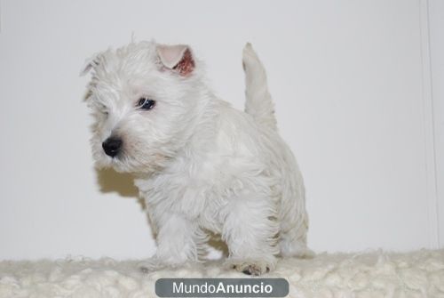 Westy Excelentes Cachorritos para entregar