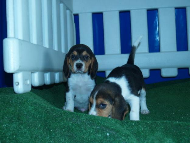 Estupenda camada de Beagle
