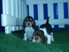 Estupenda camada de Beagle - mejor precio | unprecio.es