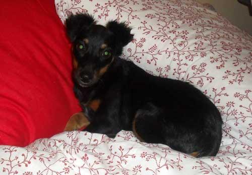 Nisa preciosa cachorra en adopción
