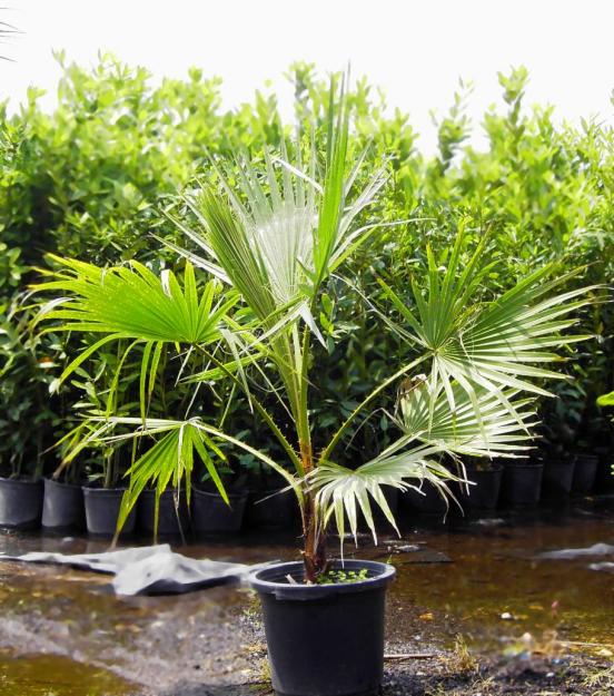 Palmera washingtonia en contenedor