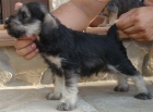 schnauzer mini sal y pimienta, muy buen precio - mejor precio | unprecio.es