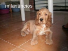 ultimo cachorro cocker spaniel - mejor precio | unprecio.es