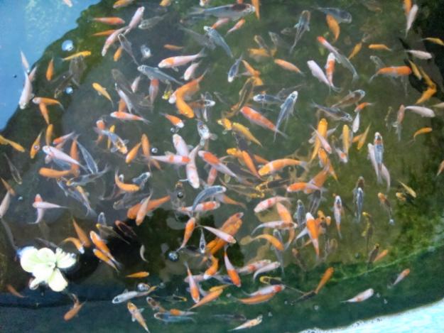 VENDO PECES KOI JAPONESES