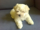 VENDO ULTIMA BICHON MALTES - mejor precio | unprecio.es