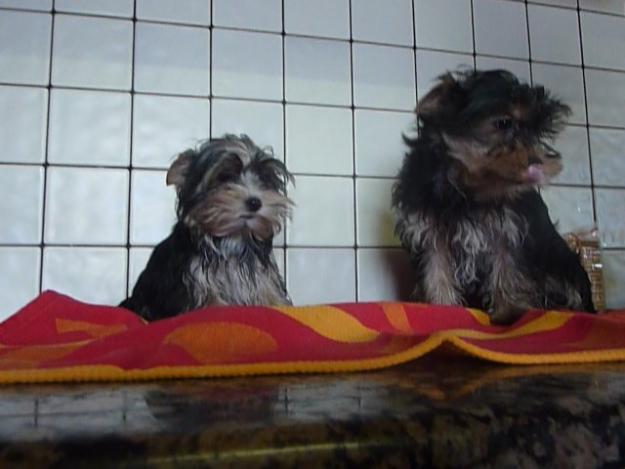 yorkshire Cachorro Macho Toy