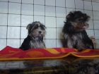 yorkshire Cachorro Macho Toy - mejor precio | unprecio.es