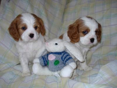 Cachorros disponibles carvalier king cha