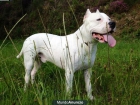 Dogo Argentino Montas - mejor precio | unprecio.es