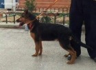 Dunkel, cachorro de pastor aleman en adopción - mejor precio | unprecio.es