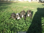 EXCELENTES BULLDOG FRANCES - mejor precio | unprecio.es