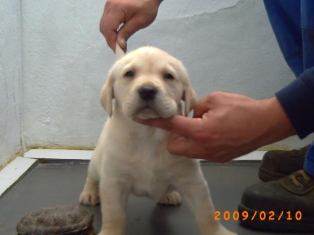 labradores de laschcan