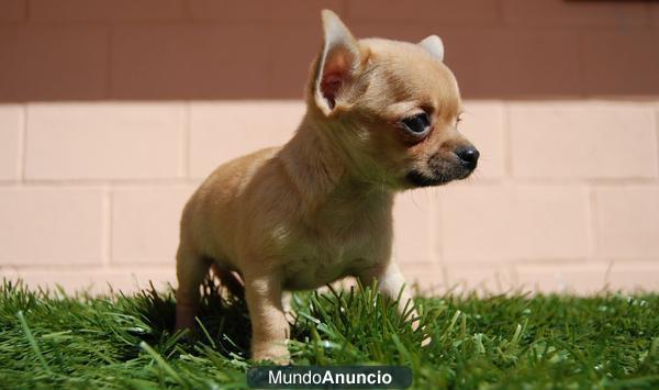Lindos Chihuahua Toy de alta calidad