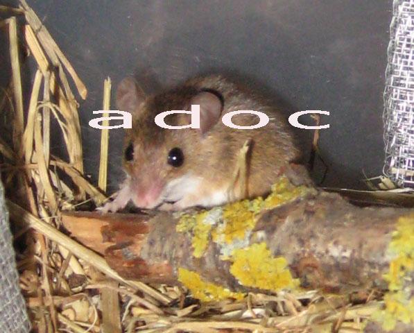 PAREJA DE MUS MINUTOIDES O RATON PIGNEO AFRICANO